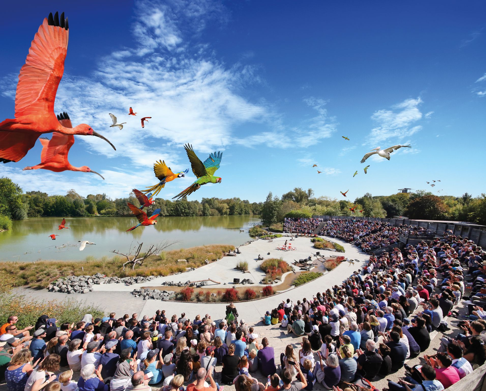 5b247ee0c149-spectacle_oiseaux_en_vol.jpeg