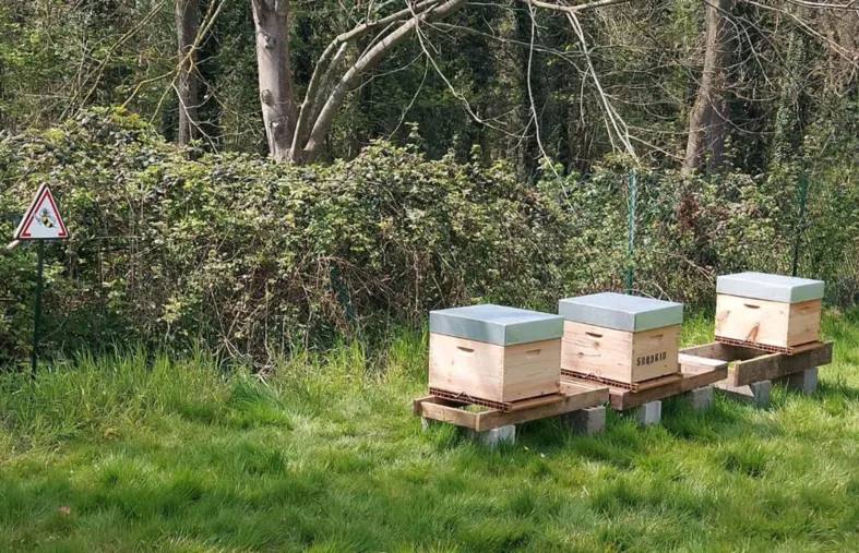 À Ormesson, les abeilles sont reines