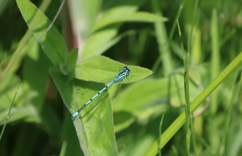 Comité label Golf pour la biodiversité : Un bilan 2024 positif, une année 2025 prometteuse